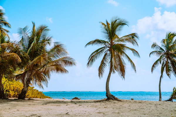 Palm trees along a quiet sandy beach beside turquoise Caribbean water in Belize